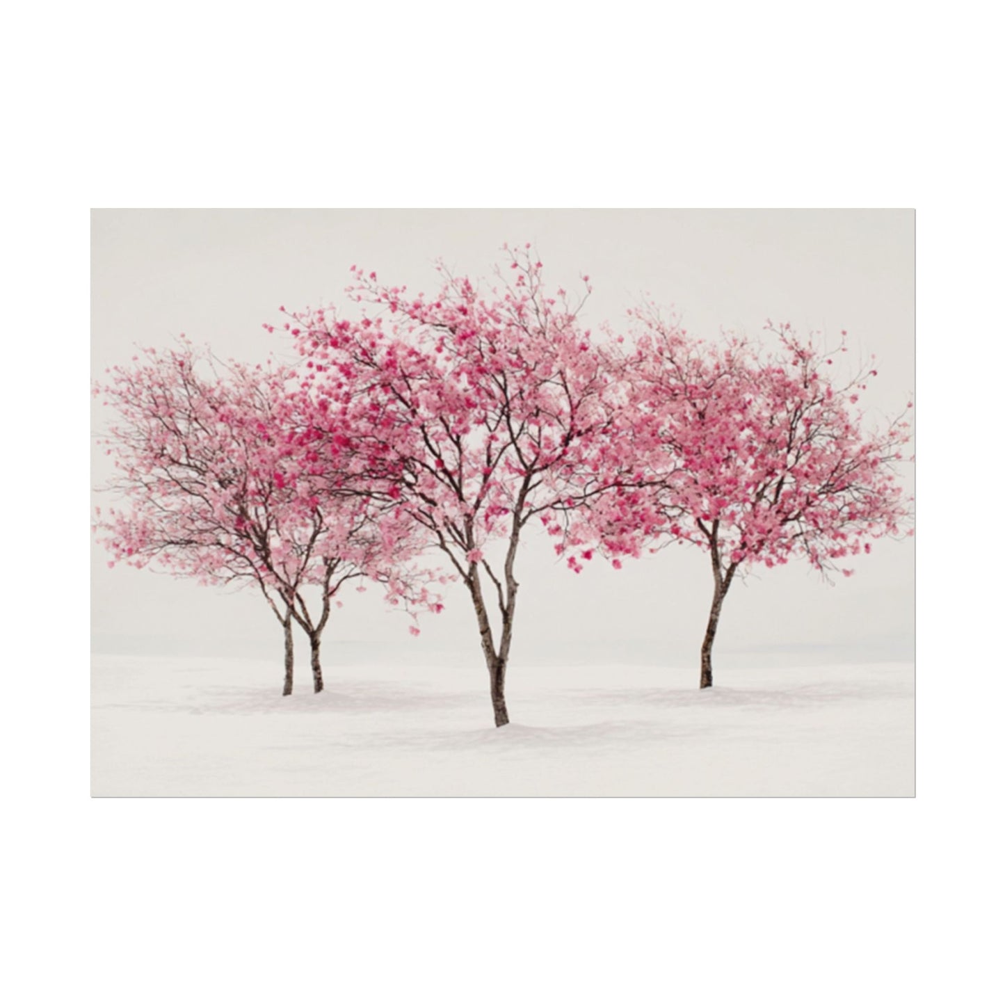 Pink Blossom Tree Rolled Poster | Cherry Blossom Wall Art, Minimal Landscape Print
